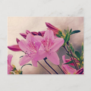 Azaleas Postcard
