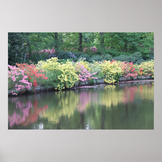 Azaleas Poster (Front)