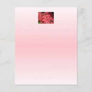 Azaleas. Pretty Pink Flowers.