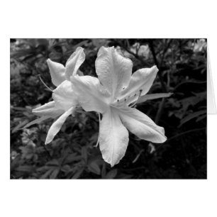 Azaleas / Rhododendrons in B&W