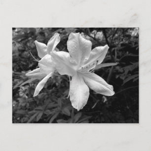 Azaleas / Rhododendrons in B&W Postcard