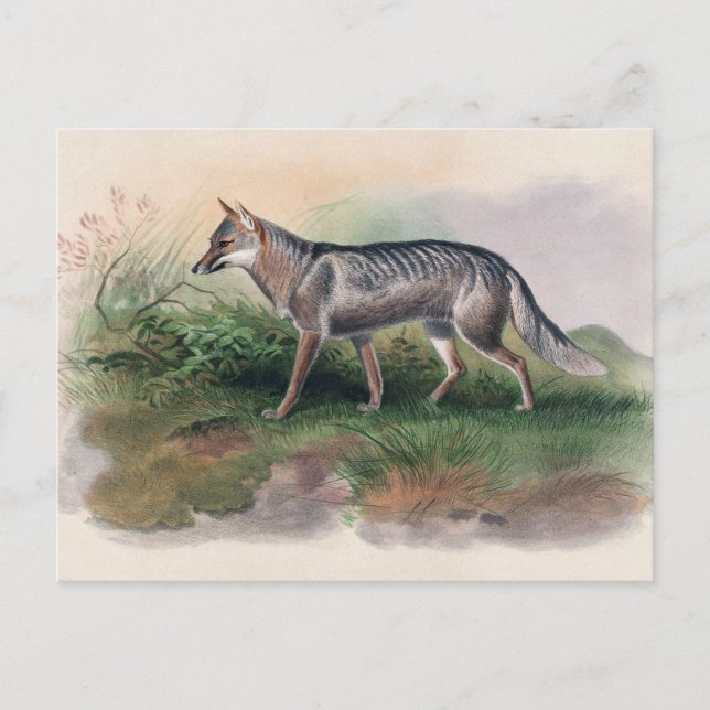 Azara's Fox by Joseph Wolf Postcard (Front)