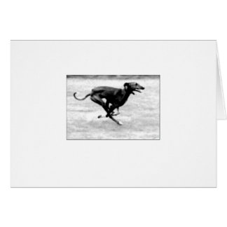 Azawakh Card 3 by David Moore