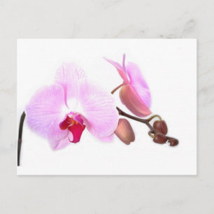 Aziza Orchid Blossoms Postcard
