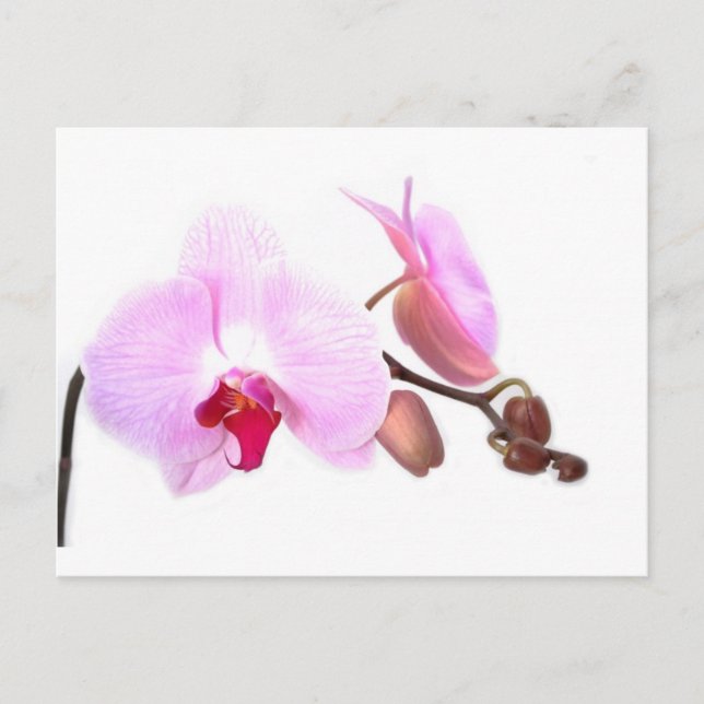 Aziza Orchid Blossoms Postcard (Front)