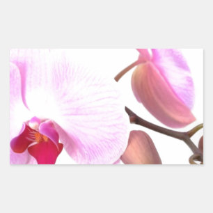 Aziza Orchid Blossoms Rectangular Sticker