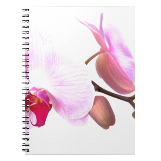 Aziza Orchid Blossoms Spiral Notebook (Front)