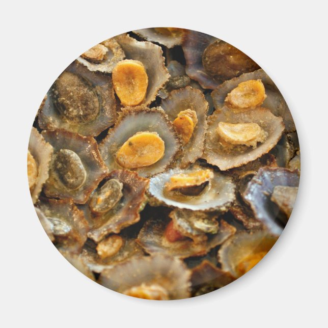 Azores limpets "lapas" magnet (Front)