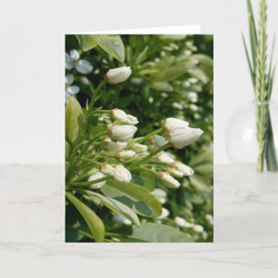 Aztec Pearl - Floral Photography Card