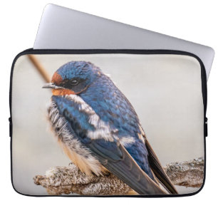 Azure Avian: Barn Swallow Canadian Wild Bird Laptop Sleeve