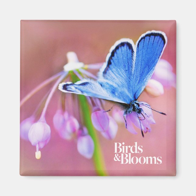 Azure Butterfly Magnet (Front)