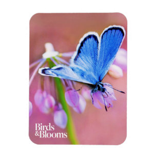 Azure Butterfly Magnet