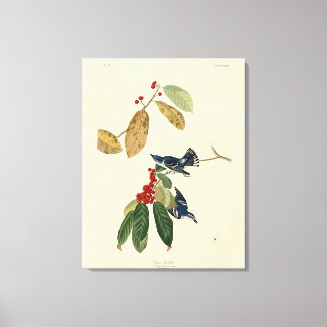 Azure (Cerulean) Warbler, Audubon Birds of America Canvas Print (Front)