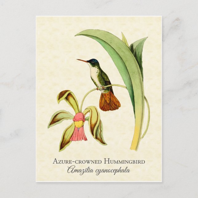 Azure Crowned Hummingbird Vintage Art Postcard (Front)