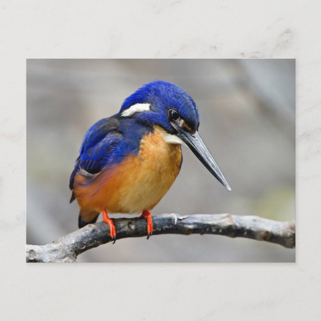 Azure Kingfisher Bird Postcard (Front)