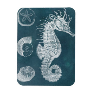 Azure Seahorse Study I Magnet