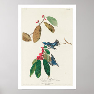 Azure Warbler by Audubon Poster