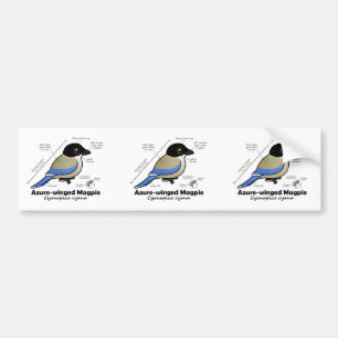 Azure-winged Magpie Statistics Bumper Sticker