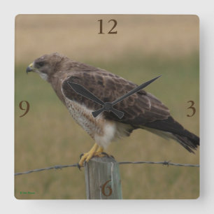 B10 Swainson's Hawk Square Wall Clock