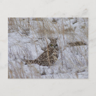 B11 Short-eared Owl in the Snow Postcard