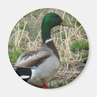 B12 Mallard Duck Magnet