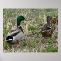 B12 Mallard Ducks Pair