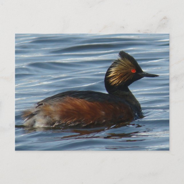B13 Eared Grebe Postcard (Front)