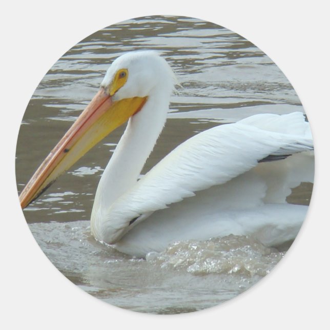 B14 White Pelican Classic Round Sticker (Front)