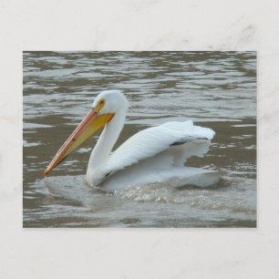 B14 White Pelican on Muddy River Postcard