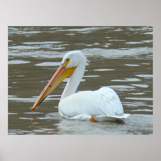 B15 White Pelican on Muddy River Poster (Front)