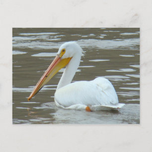B15 White Pelican on Muddy Water Postcard