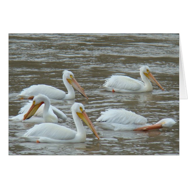 B16 White Pelicans on Muddy River (Front Horizontal)