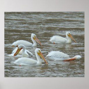 B16 White Pelicans on Muddy River Poster