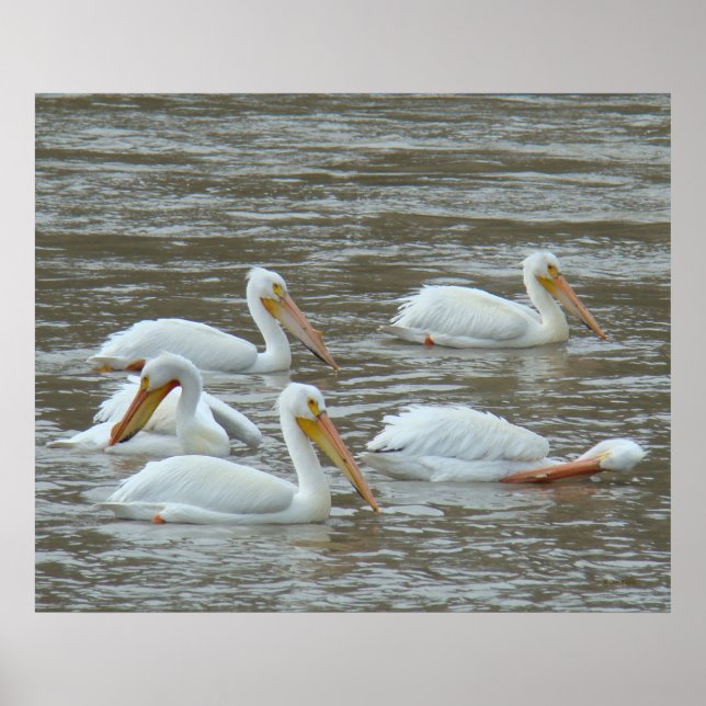 B16 White Pelicans on Muddy River Poster (Front)