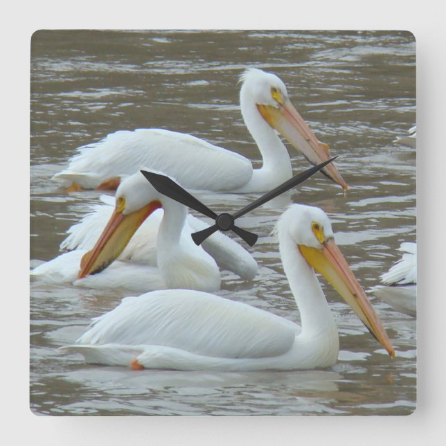 B16 White Pelicans on Muddy River Square Wall Clock (Front)