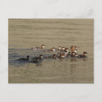 B17 Merganser Duck and Ducklings
