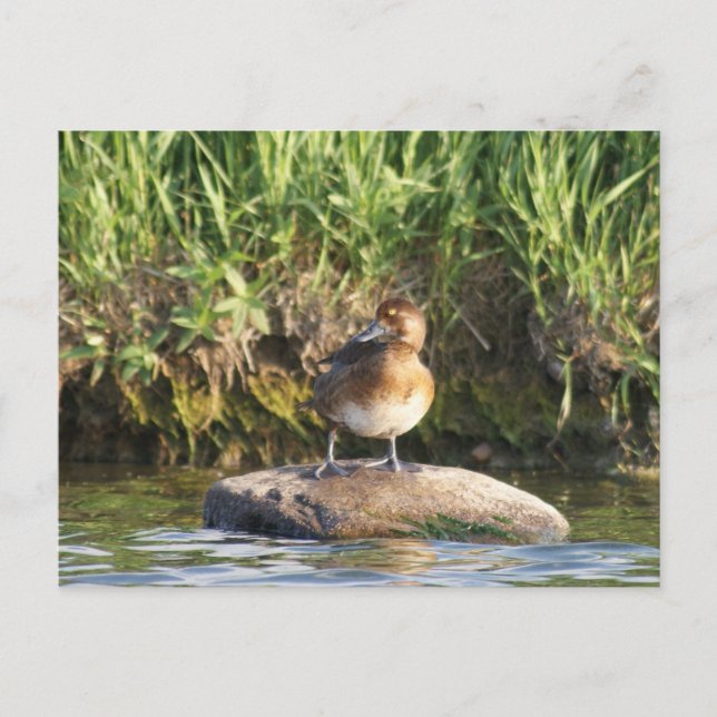 B18 Lesser Scaup Postcard (Front)