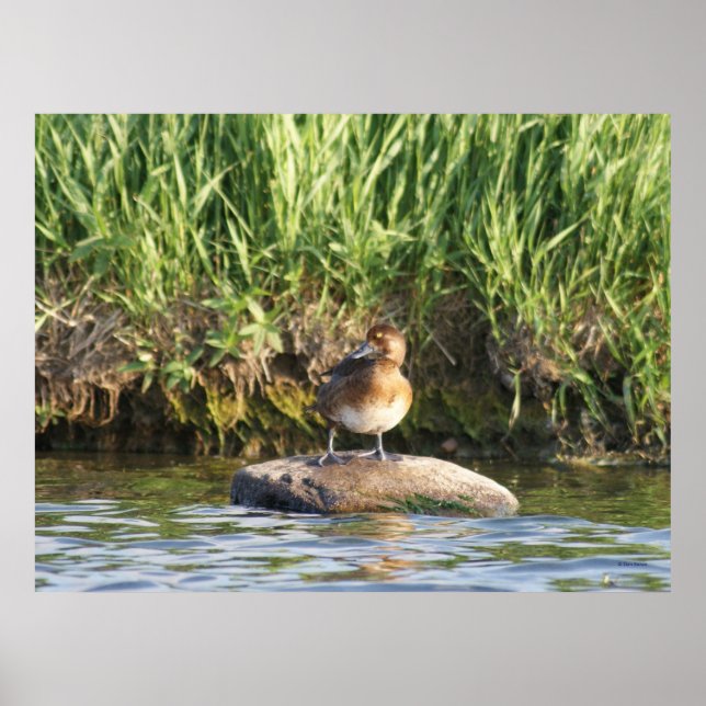 B18 Lesser Scaup Poster (Front)