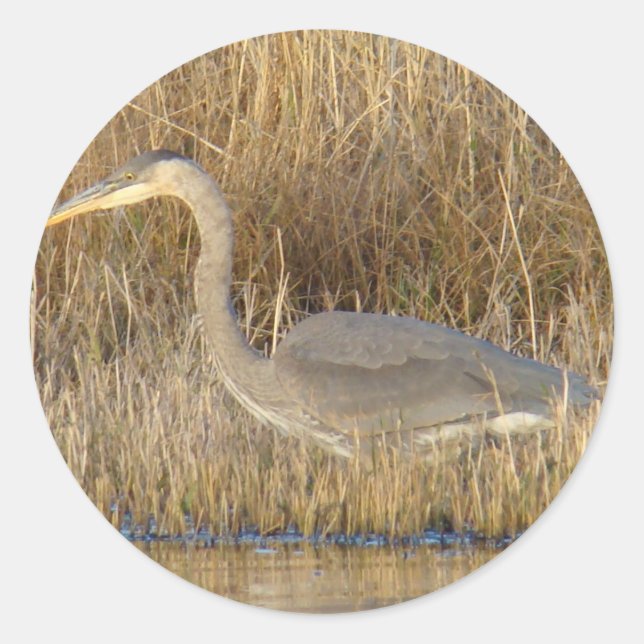 B19 Blue Heron Juvenile Classic Round Sticker (Front)