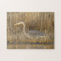 B19 Blue Heron Juvenile