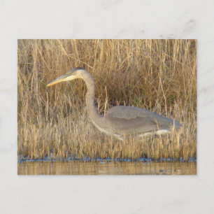 B19 Juvenile Blue Heron Postcard