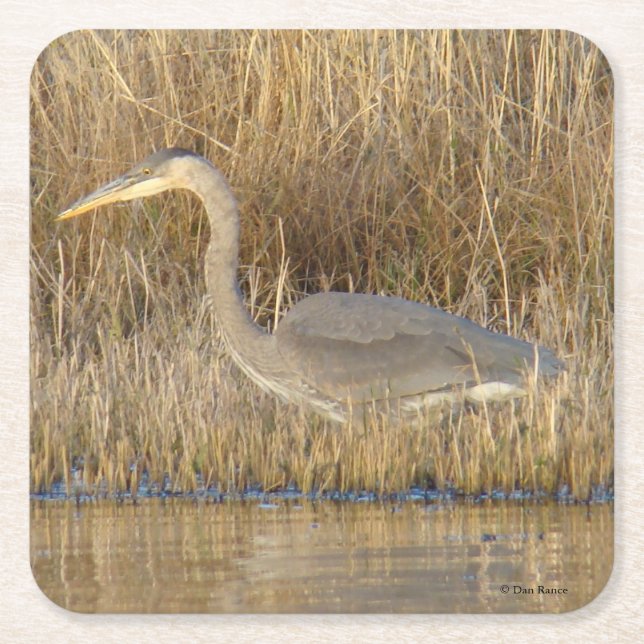 B19 Juvenile Blue Heron Square Paper Coaster (Front)
