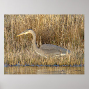 B19 Juvenile Great Blue Heron Poster