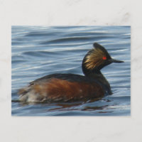 B1 Eared Grebe