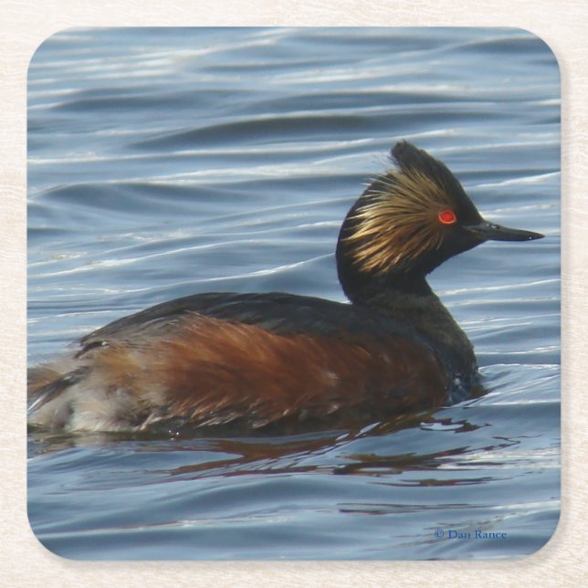 B1 Eared Grebe Square Paper Coaster (Front)