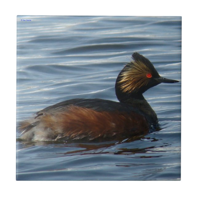 B1 Eared Grebe Tile (Front)