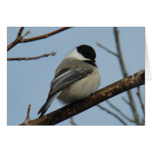 B21 Black Capped Chickadee