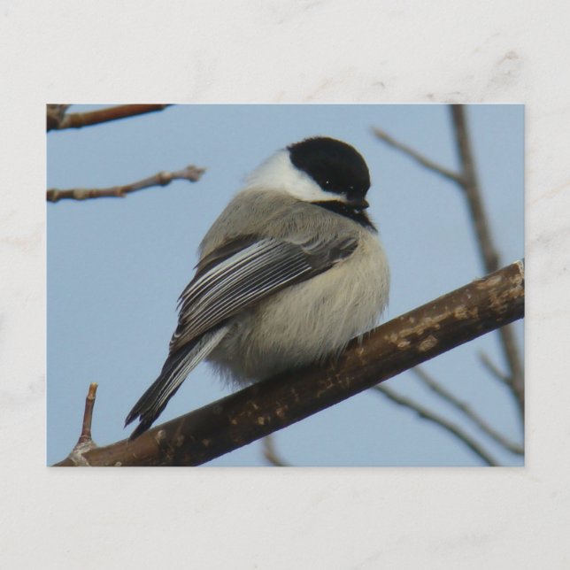 B21 Black Capped Chickadee Postcard (Front)