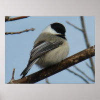 B21 Black Capped Chickadee