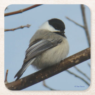 B21 Black Capped Chickadee Square Paper Coaster